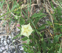 Chamaesaracha edwardsiana