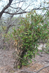 Bonellia macrocarpa
