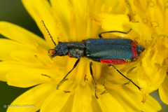 Haplomalachius flabellatus