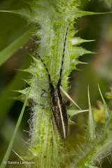 Agapanthia suturalis