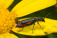 Haplomalachius flabellatus