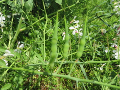 Raphanus sativus raphanistroides