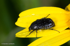 Oxythyrea
