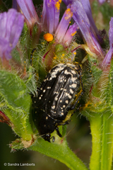 Oxythyrea