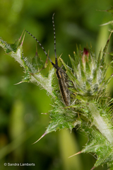 Agapanthia suturalis
