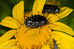Oxythyrea