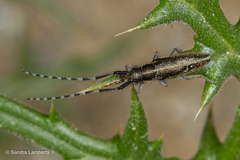 Agapanthia suturalis
