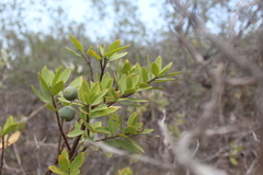 Bonellia macrocarpa