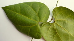 Aristolochia tamnifolia