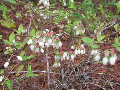 Vaccinium tenellum