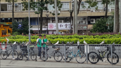 Columba livia domestica