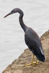 Egretta sacra