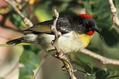 Myzomela jugularis