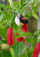 Myzomela jugularis