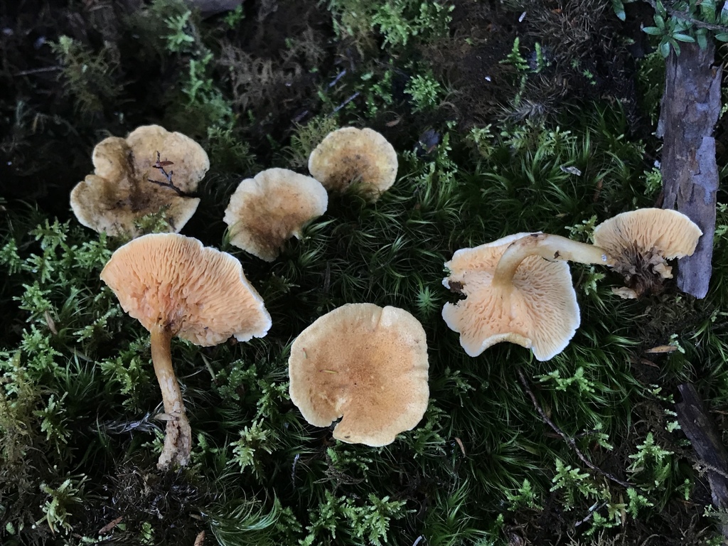 Hygrophoropsis coacta