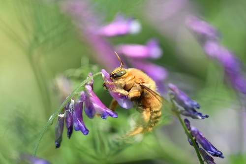 Valley carpenter bee