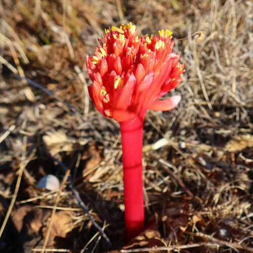 Haemanthus sanguineus
