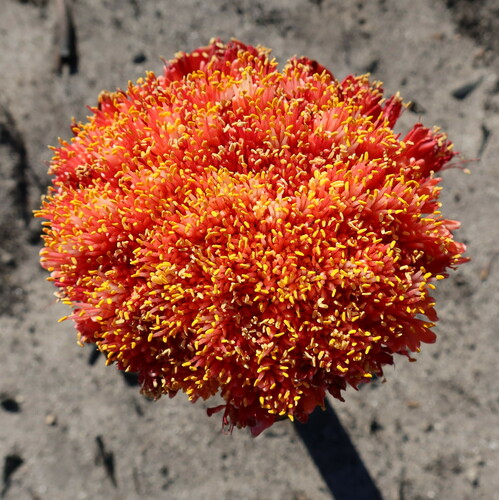 Haemanthus sanguineus