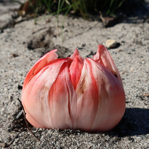 Haemanthus sanguineus