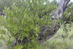 Avicennia germinans