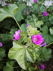 Malva