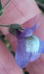 Sairocarpus nuttallianus