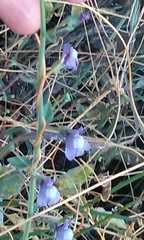 Sairocarpus nuttallianus