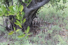 Avicennia germinans