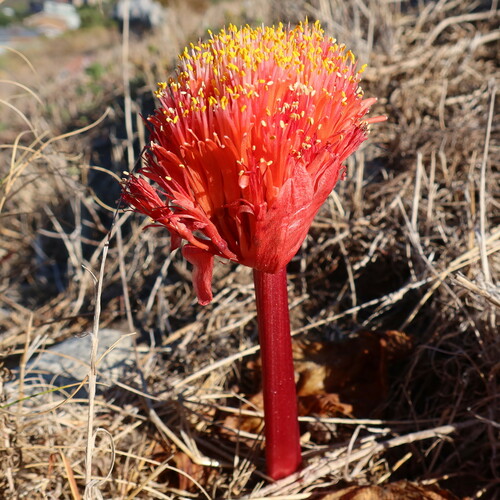 Haemanthus sanguineus