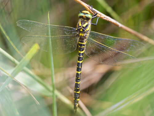 Cordulegaster boltonii