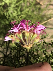 Pelargonium denticulatum
