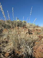 Tridens muticus muticus