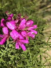 Pelargonium denticulatum