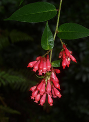 Cestrum fasciculatum