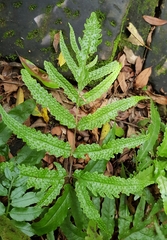 Tectaria phaeocaulis