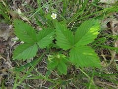 Fragaria vesca americana