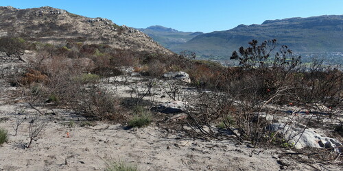Haemanthus sanguineus