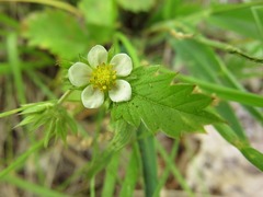 Fragaria vesca americana