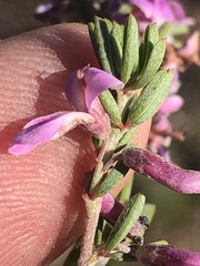 Indigofera pappei
