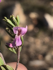 Indigofera pappei