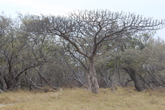 Amphipterygium simplicifolium