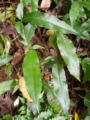 Grypothrix triphylla