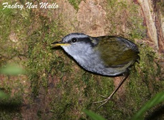 Javan Tesia photo 1