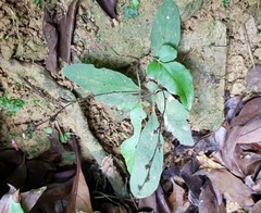 Staurogyne concinnula