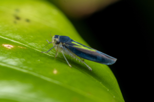 Ishidaella anemolua observed 2024-05-10