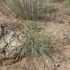 Tridens muticus muticus