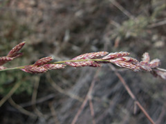 Tridens muticus muticus