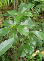 Ficus formosana