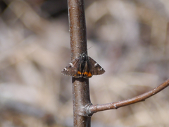 Archiearinae