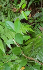 Urceola micrantha